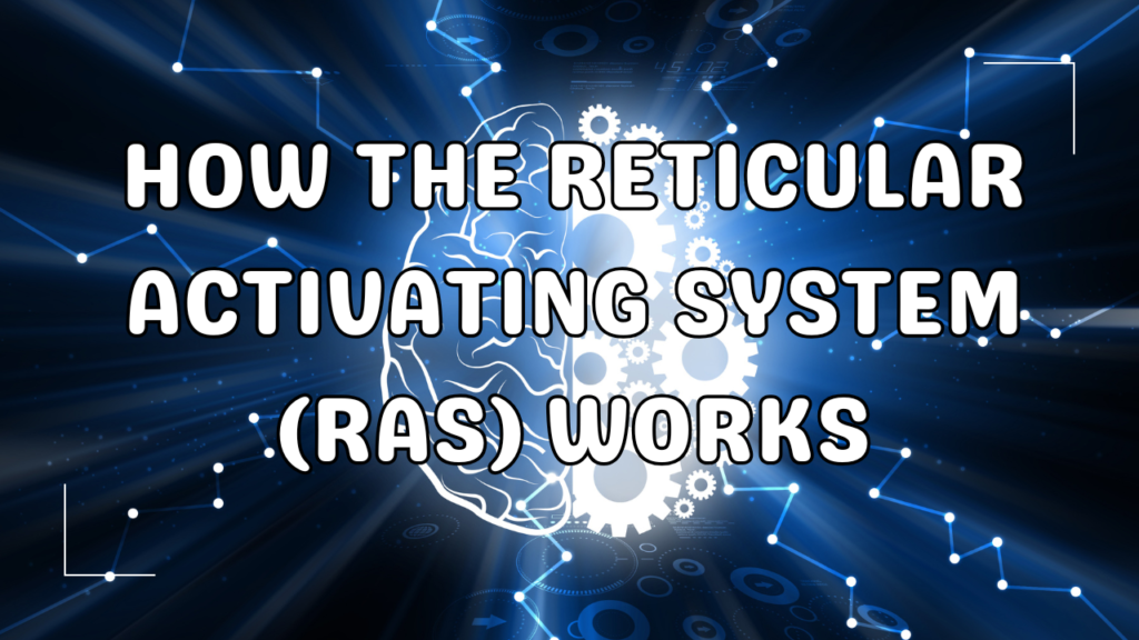 How the Reticular Activating System (RAS) Works